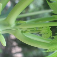 Carica papaya L.